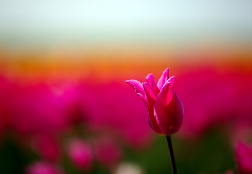 Flora